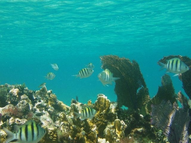  珊瑚礁 